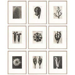 Ensemble de 9 photos de fleurs noires et blanches en photogravure botanique de Karl Blossfeldt