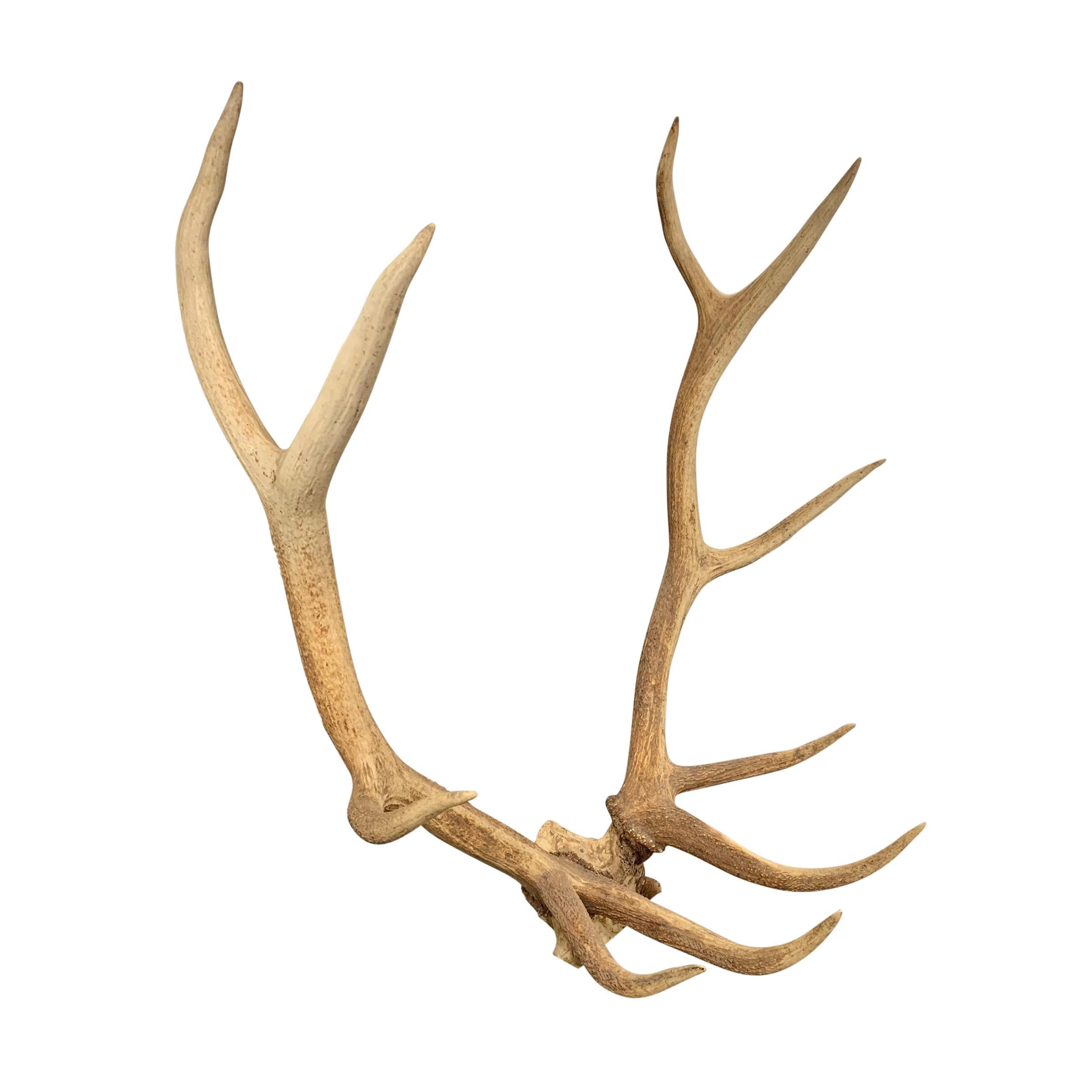 A fantastic set of massive Elk antlers with the skull cap in tact, ready for a wooden mount or use as is.