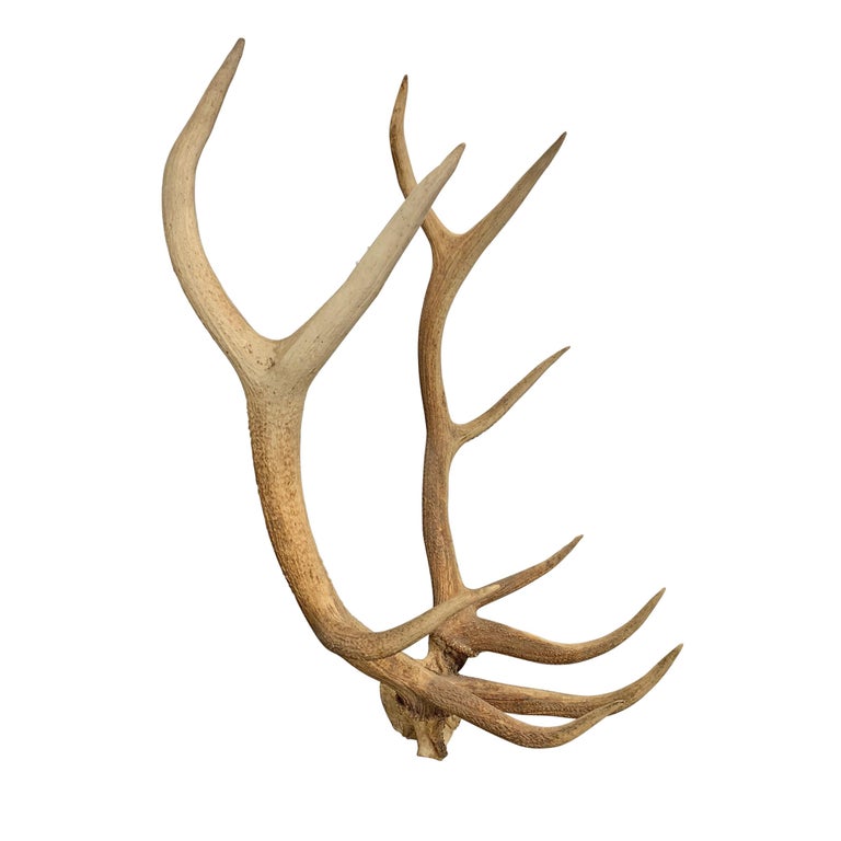 Set of Massive Elk Antlers at 1stDibs