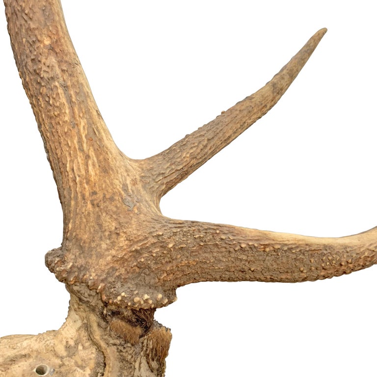 Set of Massive Elk Antlers at 1stDibs