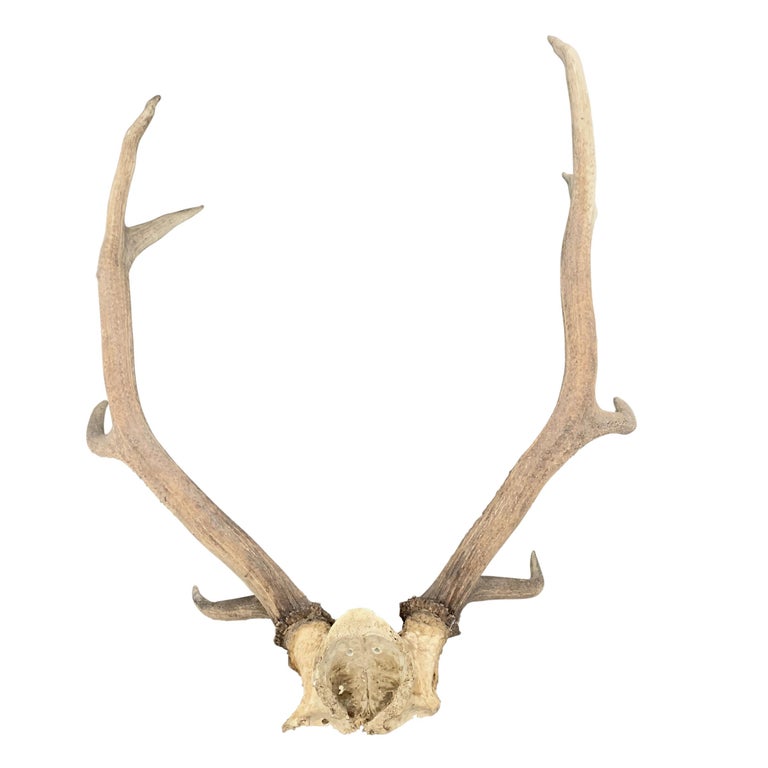 Set of Massive Elk Antlers at 1stDibs
