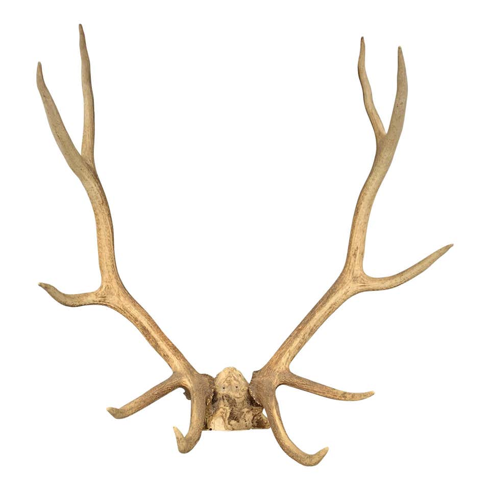Amazon elk antlers Clearance