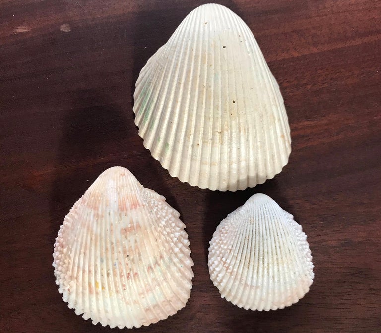 Set of Micro Mosaic Shells For Sale at 1stDibs | micro seashells