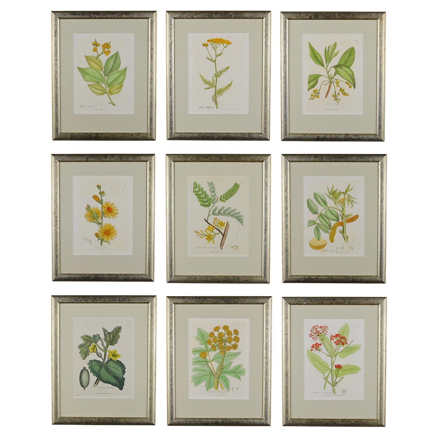 Set of Nine 18th Century 1st Edition Botanical Engravings by Woodville