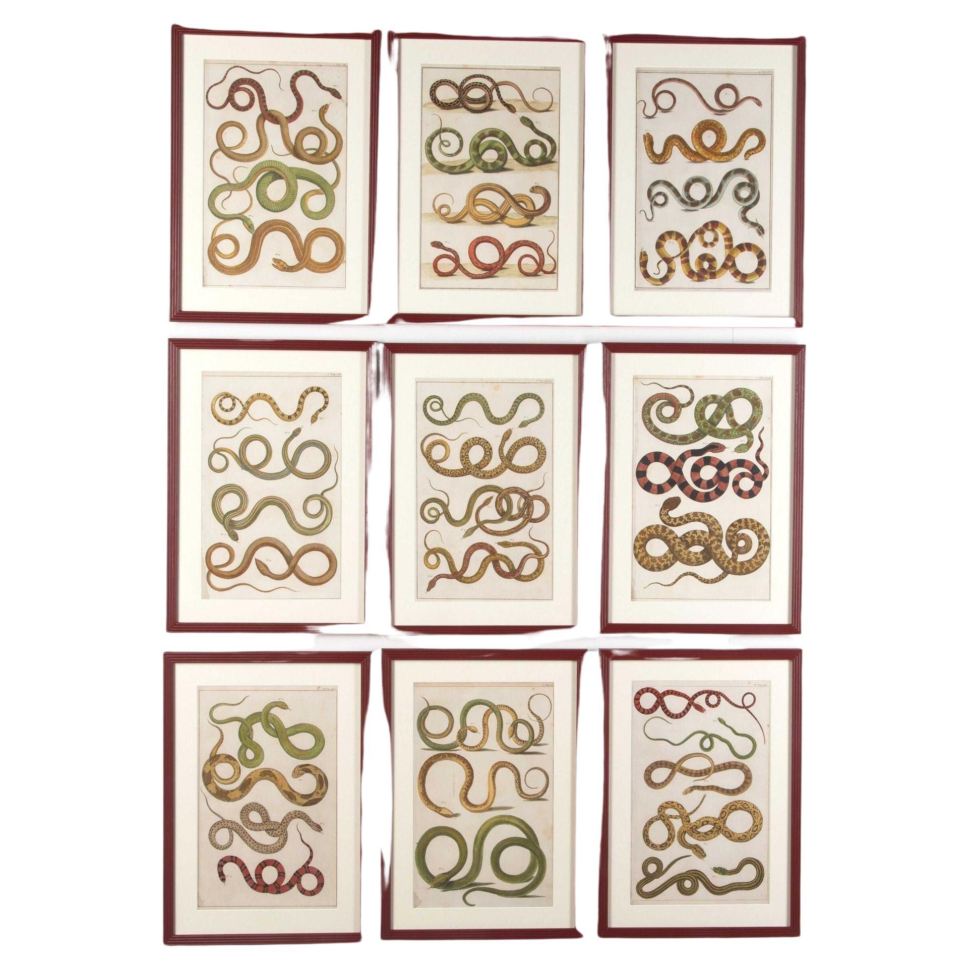 Set of Nine 18th Century Albertus Seba Snake Engravings