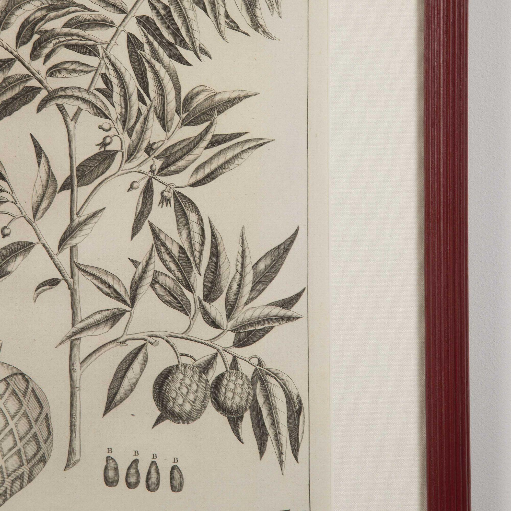 Set of Nine 18th Century Botanical Engravings by George Eberhard In Good Condition For Sale In Gloucestershire, GB