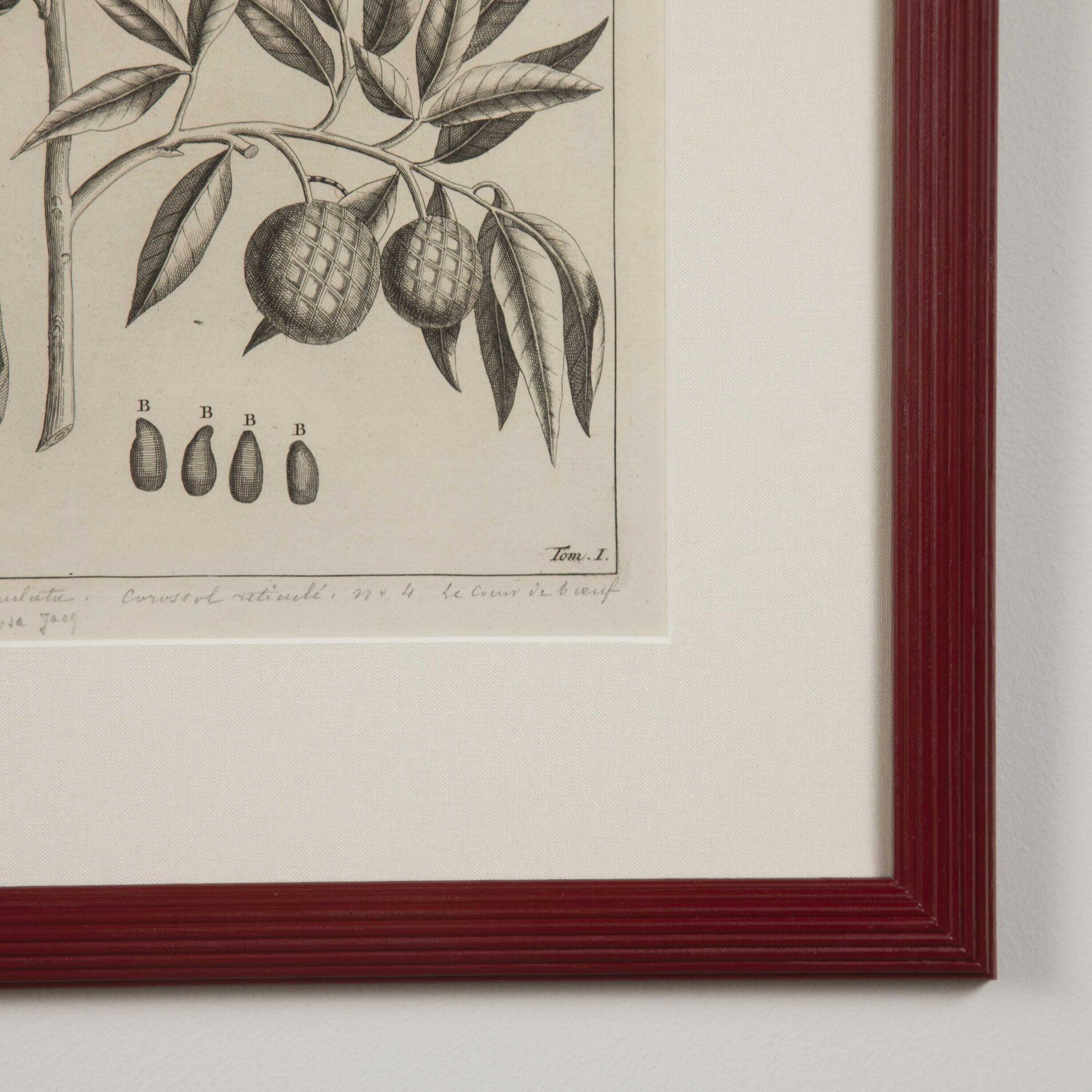 18th Century and Earlier Set of Nine 18th Century Botanical Engravings by George Eberhard For Sale