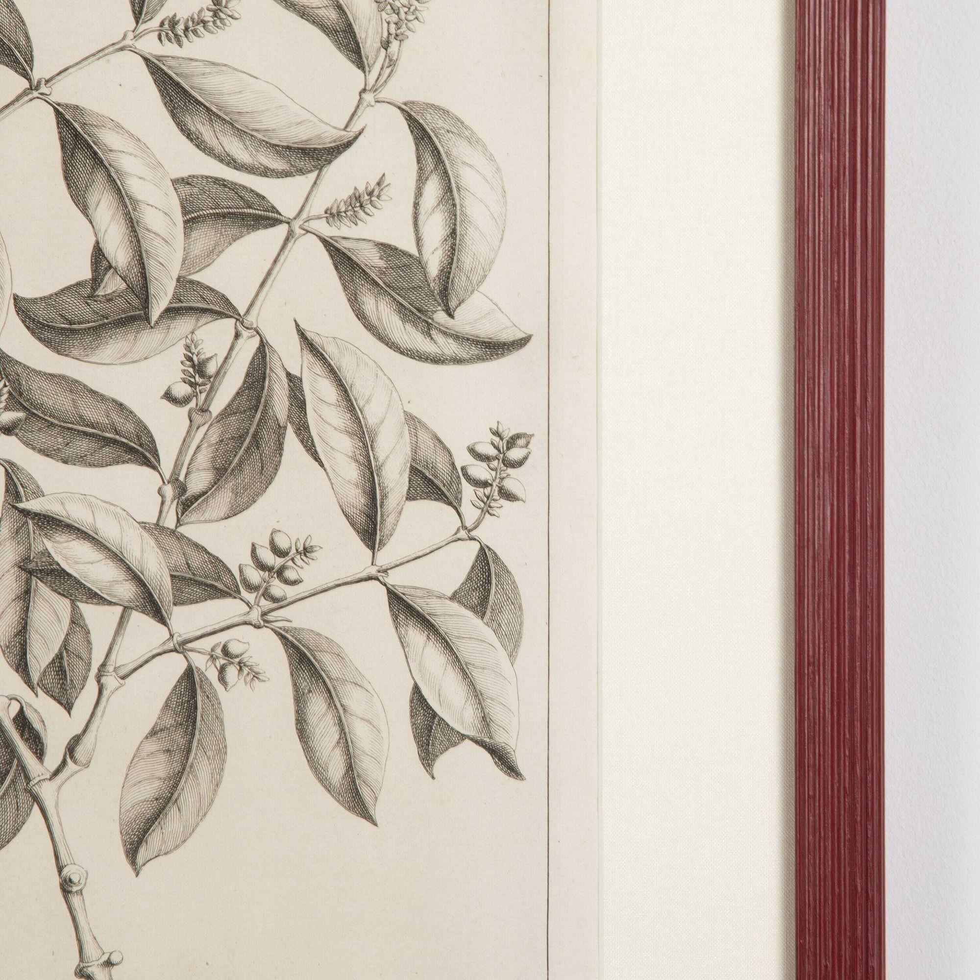 Art Glass Set of Nine 18th Century Botanical Engravings by George Eberhard For Sale