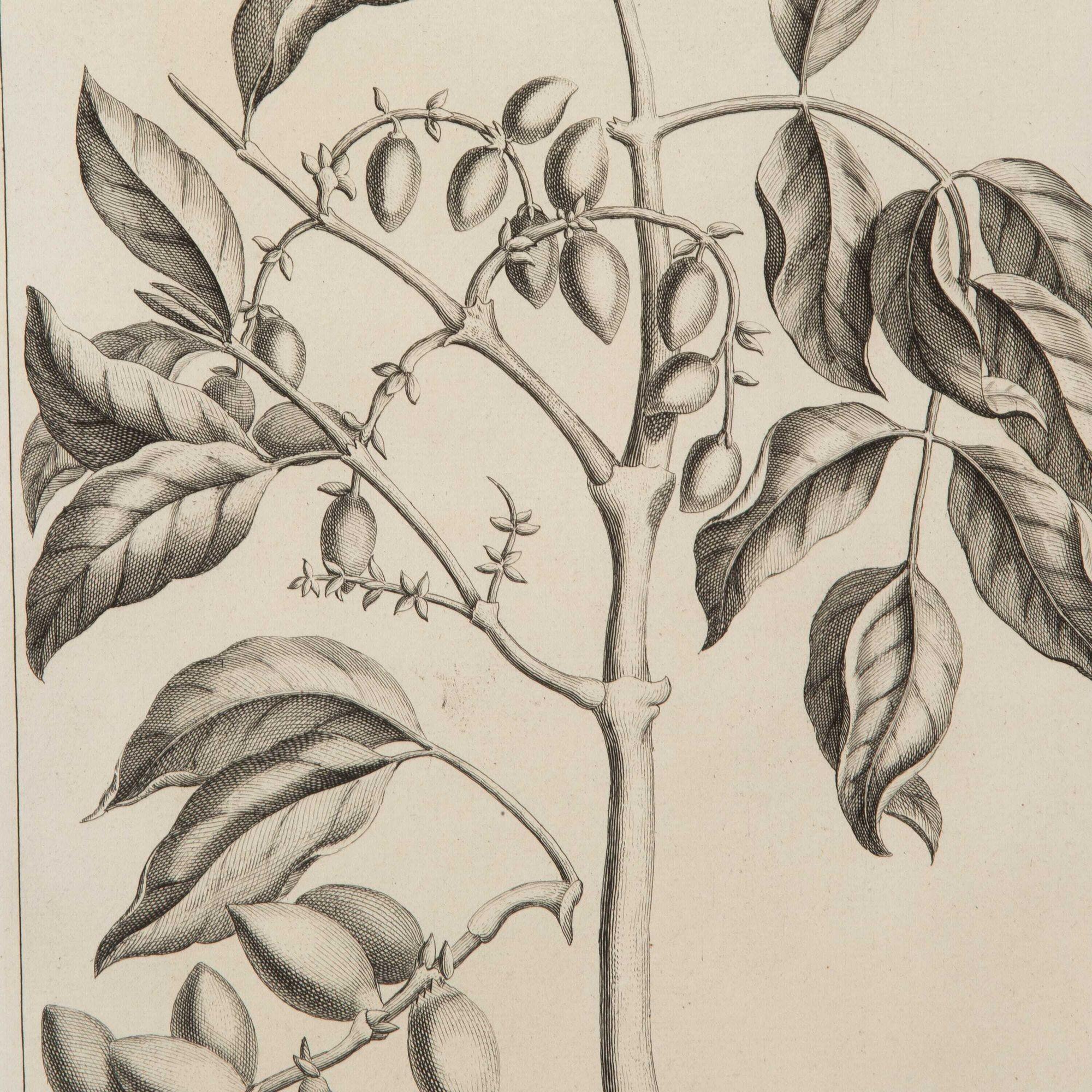 Set von neun botanischen Gravuren von George Eberhard aus dem 18. Jahrhundert im Angebot 1
