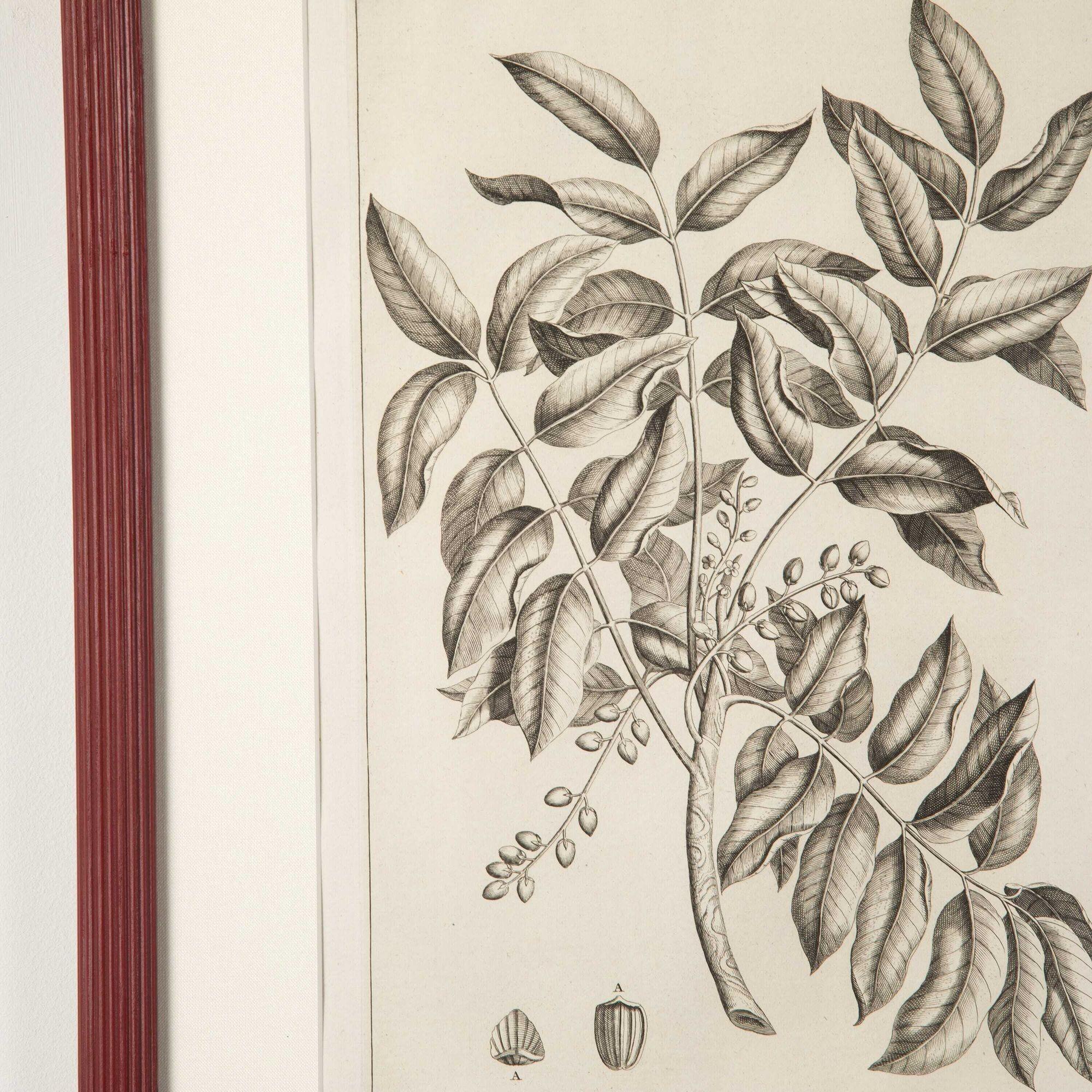 Set von neun botanischen Gravuren von George Eberhard aus dem 18. Jahrhundert im Angebot 2