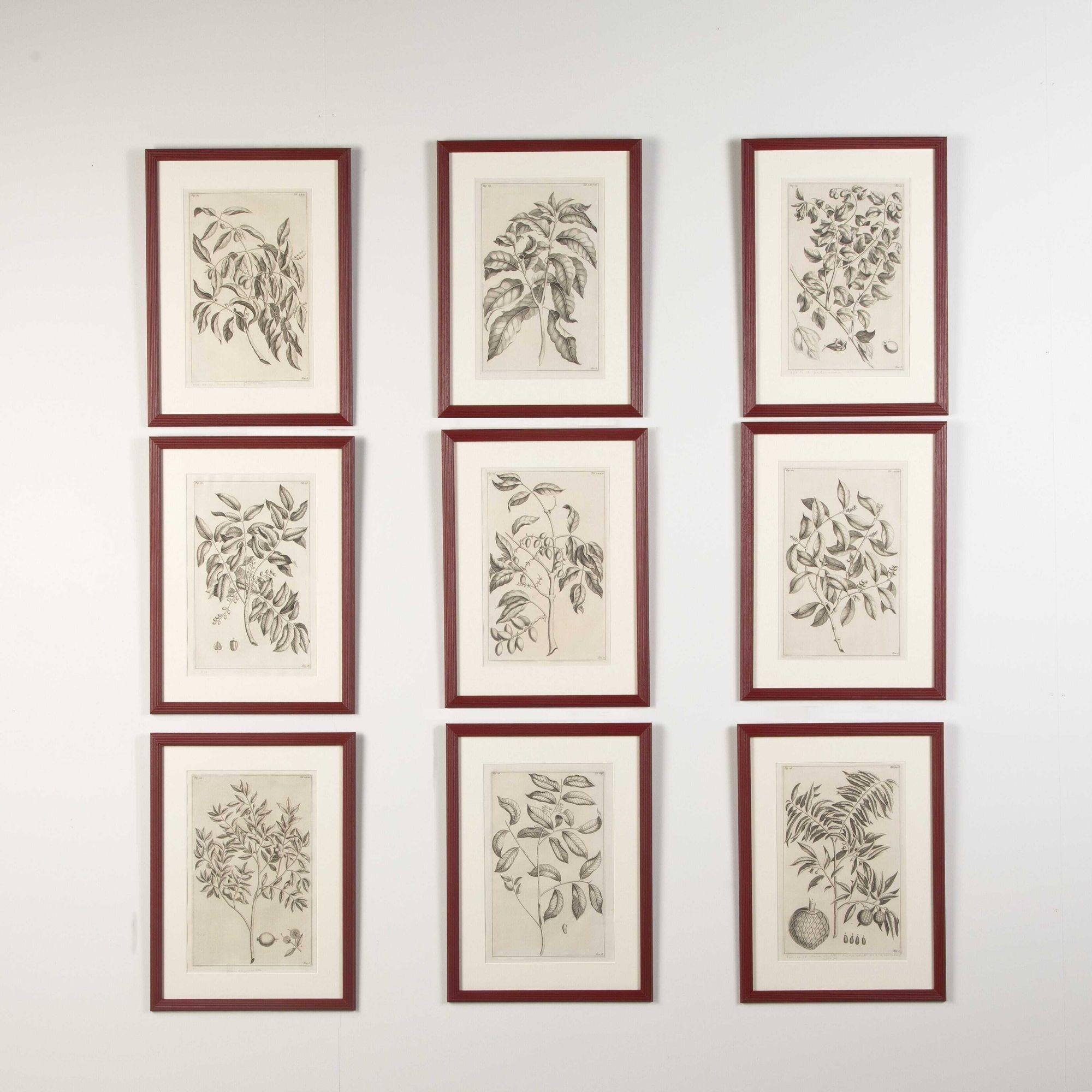 Set of Nine 18th Century Botanical Engravings by George Eberhard For Sale 3