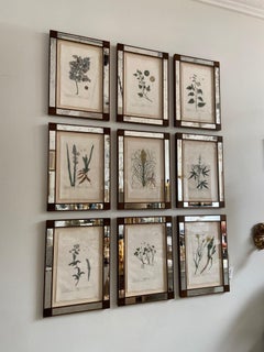 Set of Nine 18th Century Elizabeth Blackwell Botanical