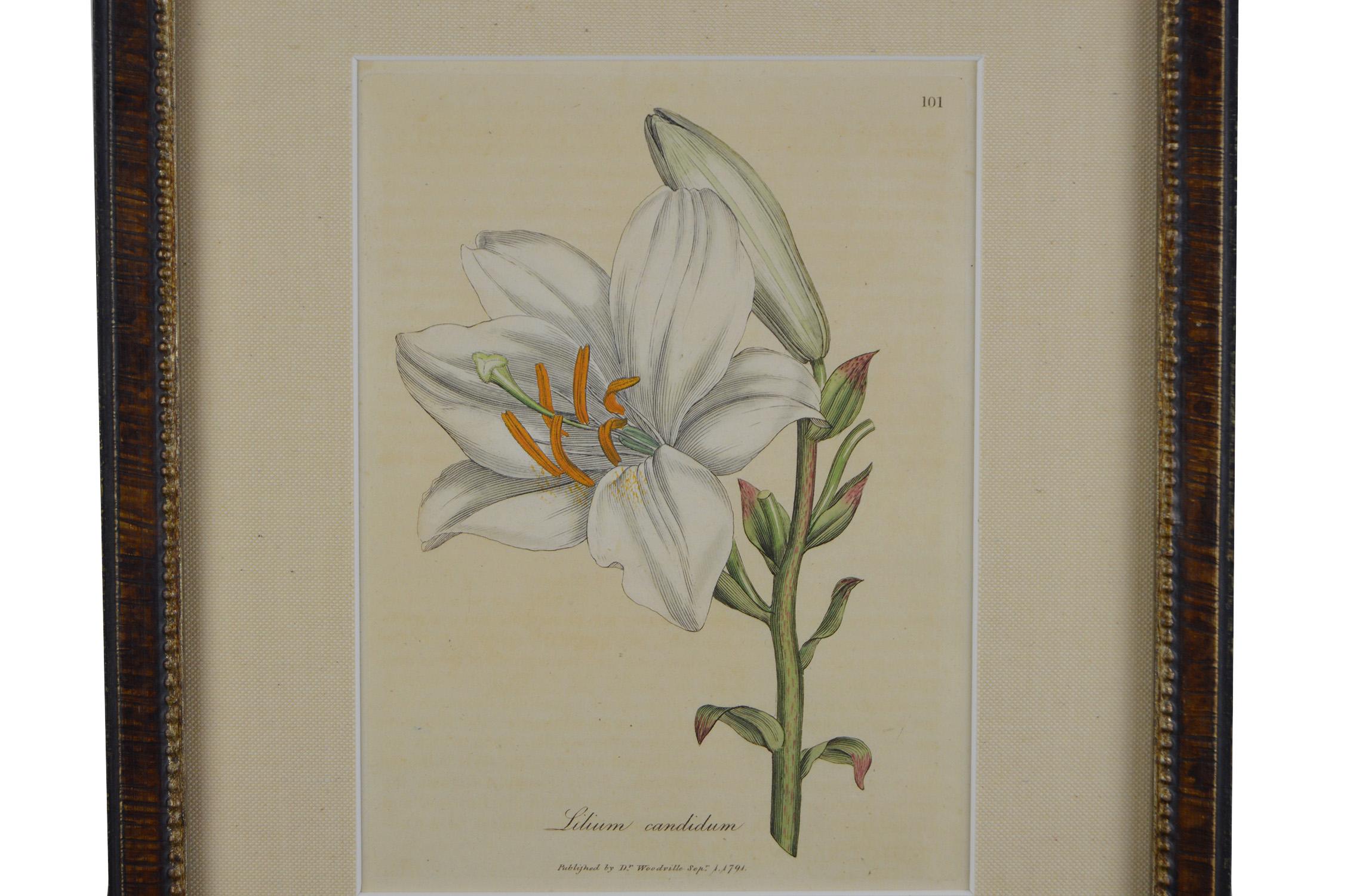 18th Century and Earlier Set of Nine 18th Century Hand Colored Botanical Engravings by Woodville