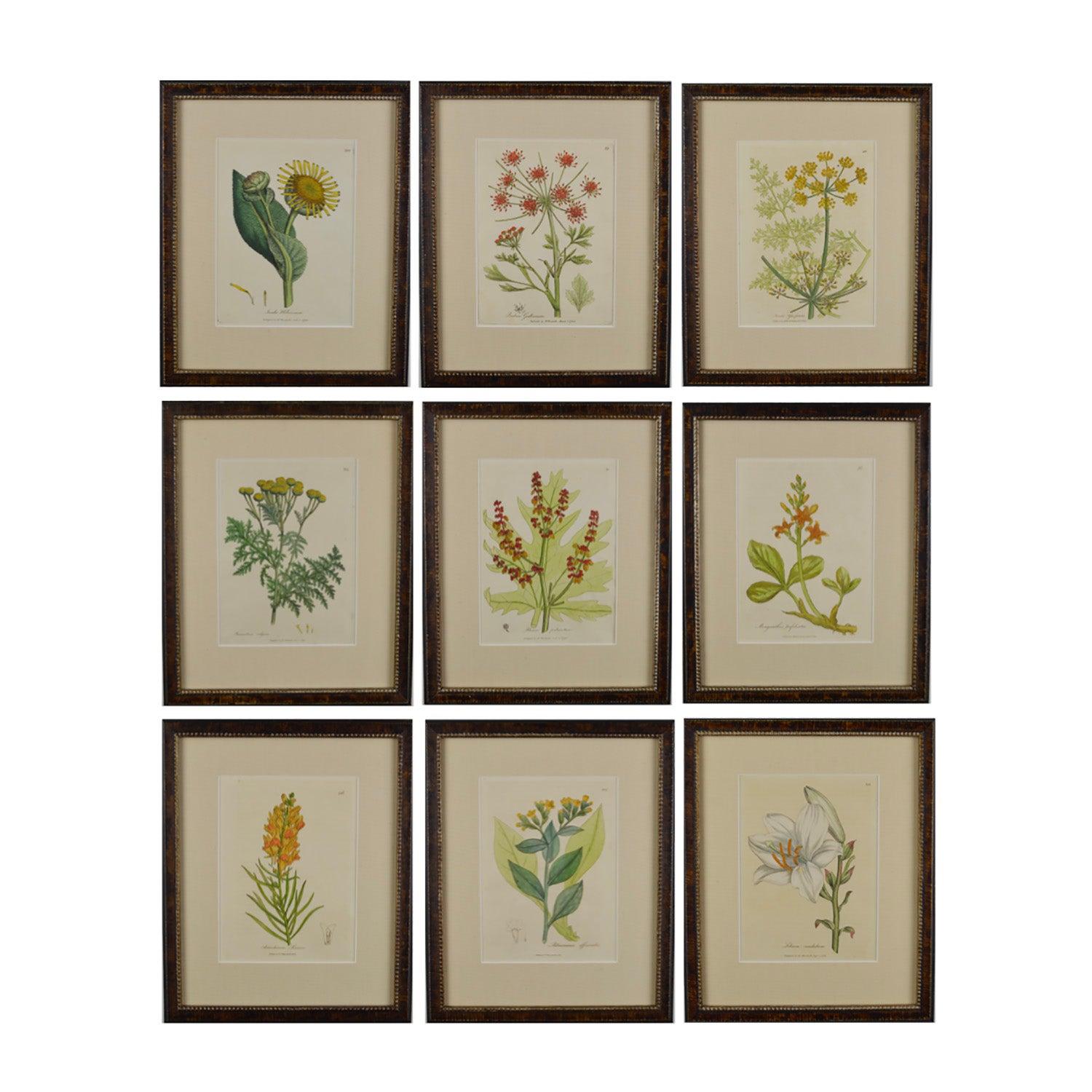 Set of Nine 18th Century Hand Colored Botanical Engravings by Woodville