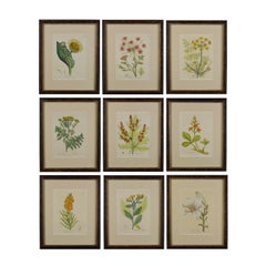 Set of Nine 18th Century Hand Colored Botanical Engravings by Woodville