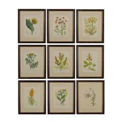 Antique Set of Nine 18th Century Hand Colored Botanical Engravings by Woodville