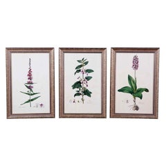 Set of Nine 18th Century Hand Colored Copperplate Curtis Botanical Engravings