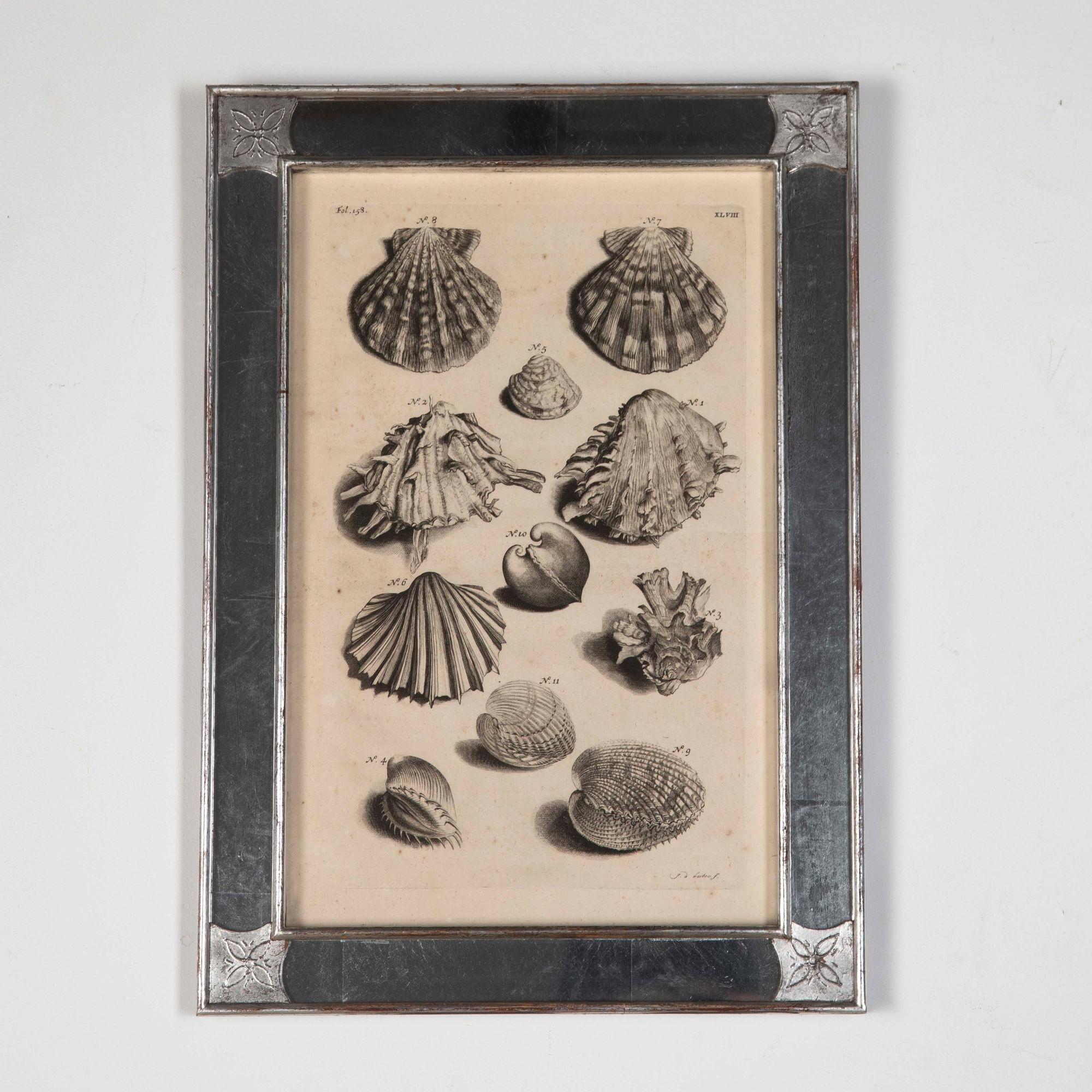 Set of nine original 18th century Dutch monochrome engravings of shells by Georg Eberhard Rumphius.
These engravings are originally from the Thesaurus Imaginum Piscium Testaceorum, Amsterdam. 
Presented in hand-decorated silver-gilt/mirrored