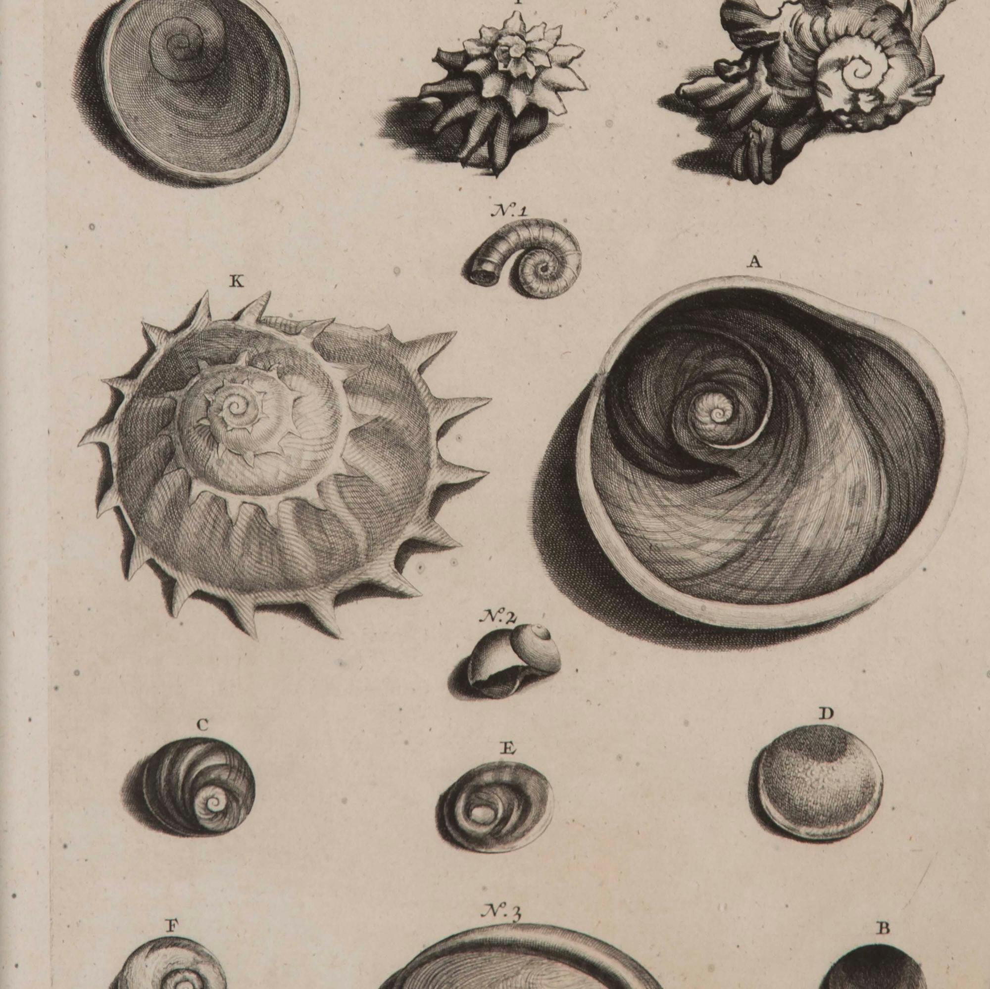 Country Set of Nine 18th Century Shell Engravings