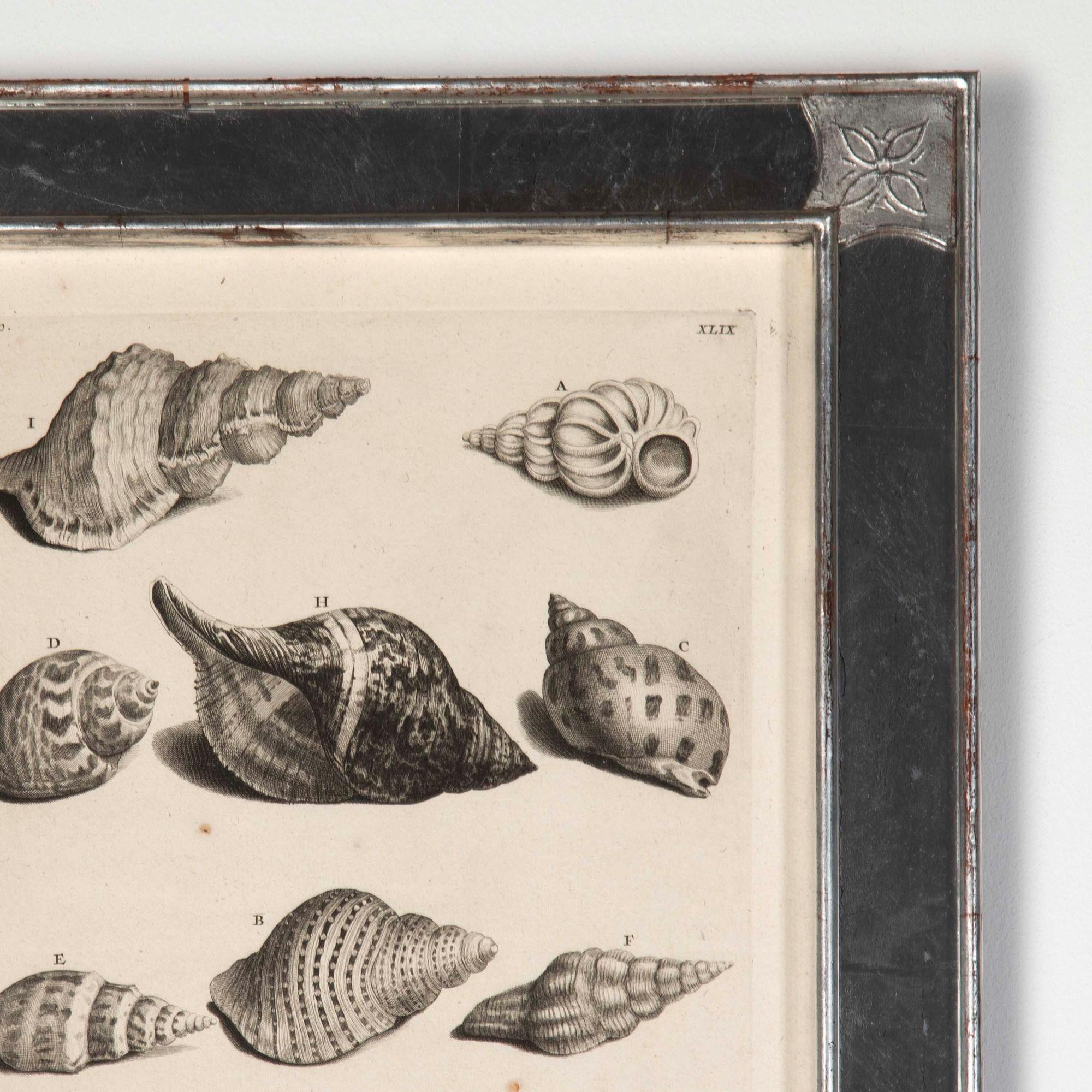 Dutch Set of Nine 18th Century Shell Engravings