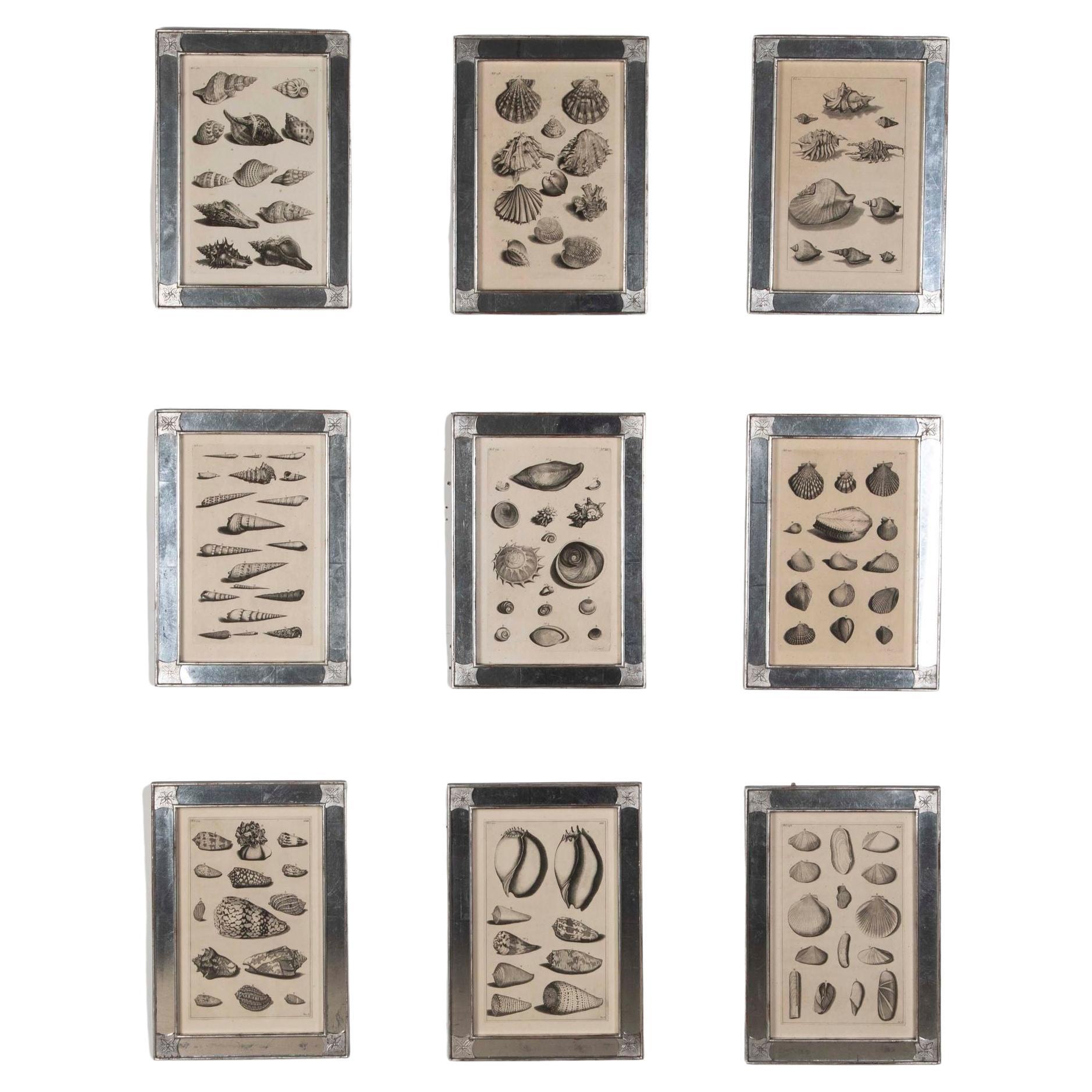 Set of Nine 18th Century Shell Engravings