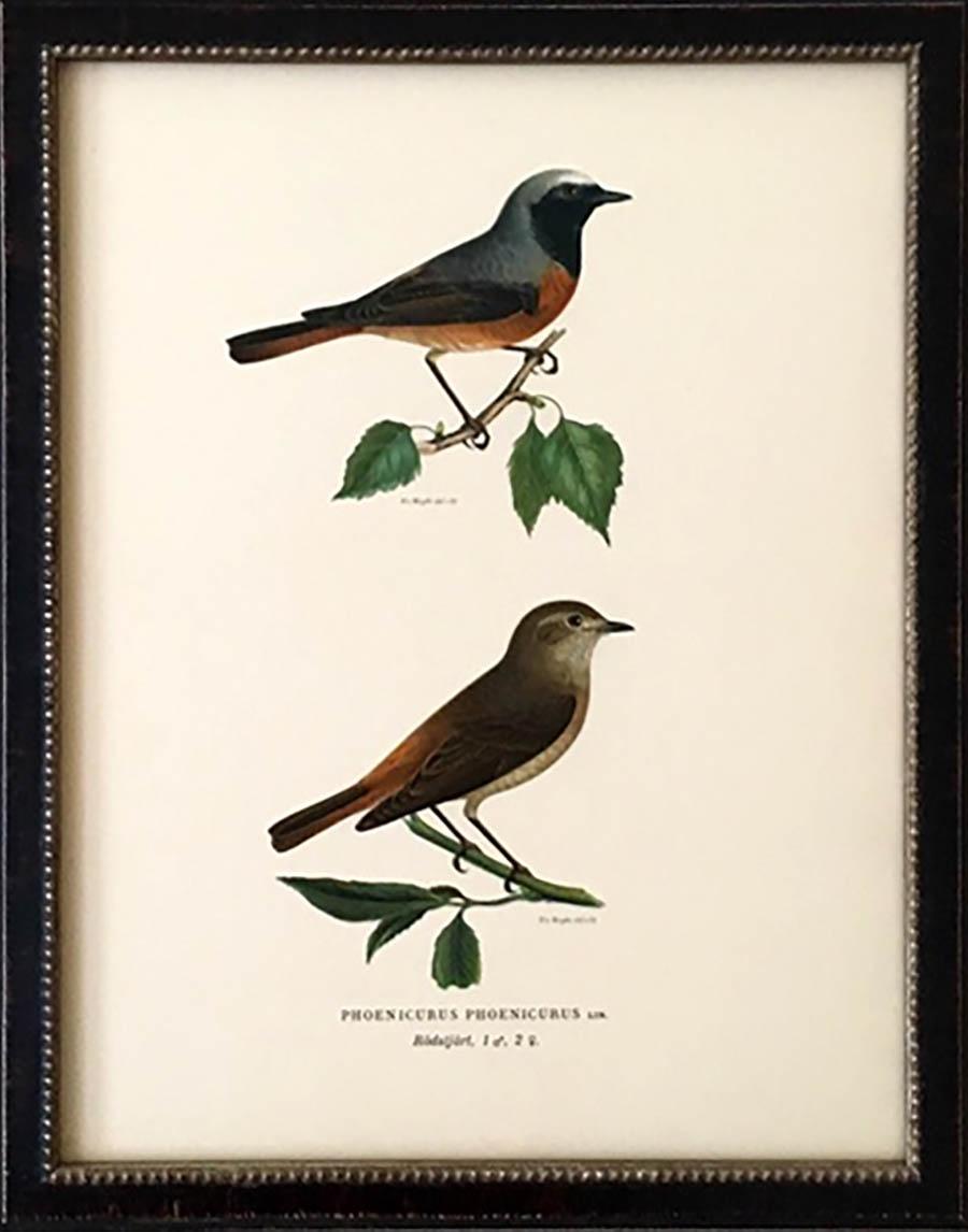 This collection of pairs of Swedish birds is by the Finnish artists Magnus von Wright (1805-1868) and Wilhelm von Wright (1810-1887) who were well known in the 1800s as both artists and ornithologists. They captured details and colors not previously