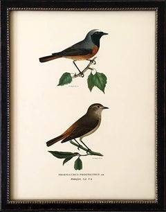 Set of Nine 1920s Swedish Chromolithographs of Pairs of Small Birds