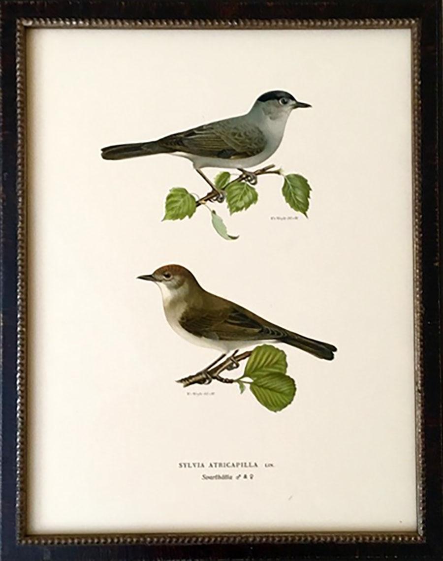Set of Nine 1920s Swedish Chromolithographs of Pairs of Small Birds In Good Condition In Tetbury, Gloucestershire