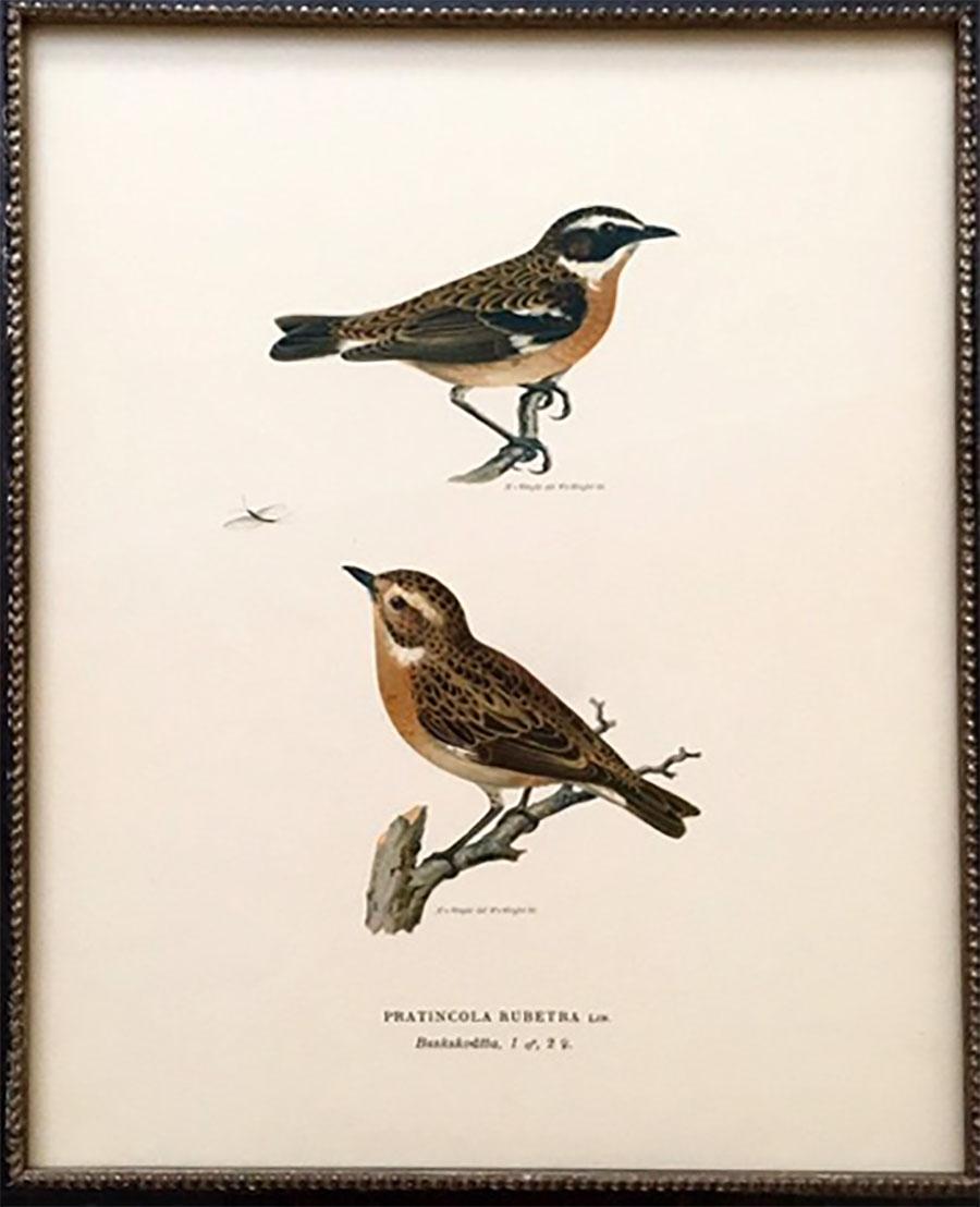 Set of Nine 1920s Swedish Chromolithographs of Pairs of Small Birds 3