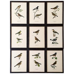 Set of Nine 1920s Swedish Chromolithographs of Pairs of Small Birds