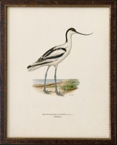 Set of Nine 1920s Swedish Framed Chromolithographs of Water Birds