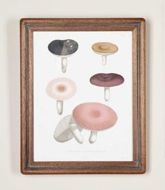 Set of Nine 19th Century French Roques Mushroom Engravings