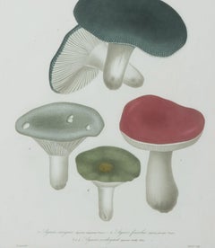 Set of Nine 19th Century French Roques Mushroom Engravings