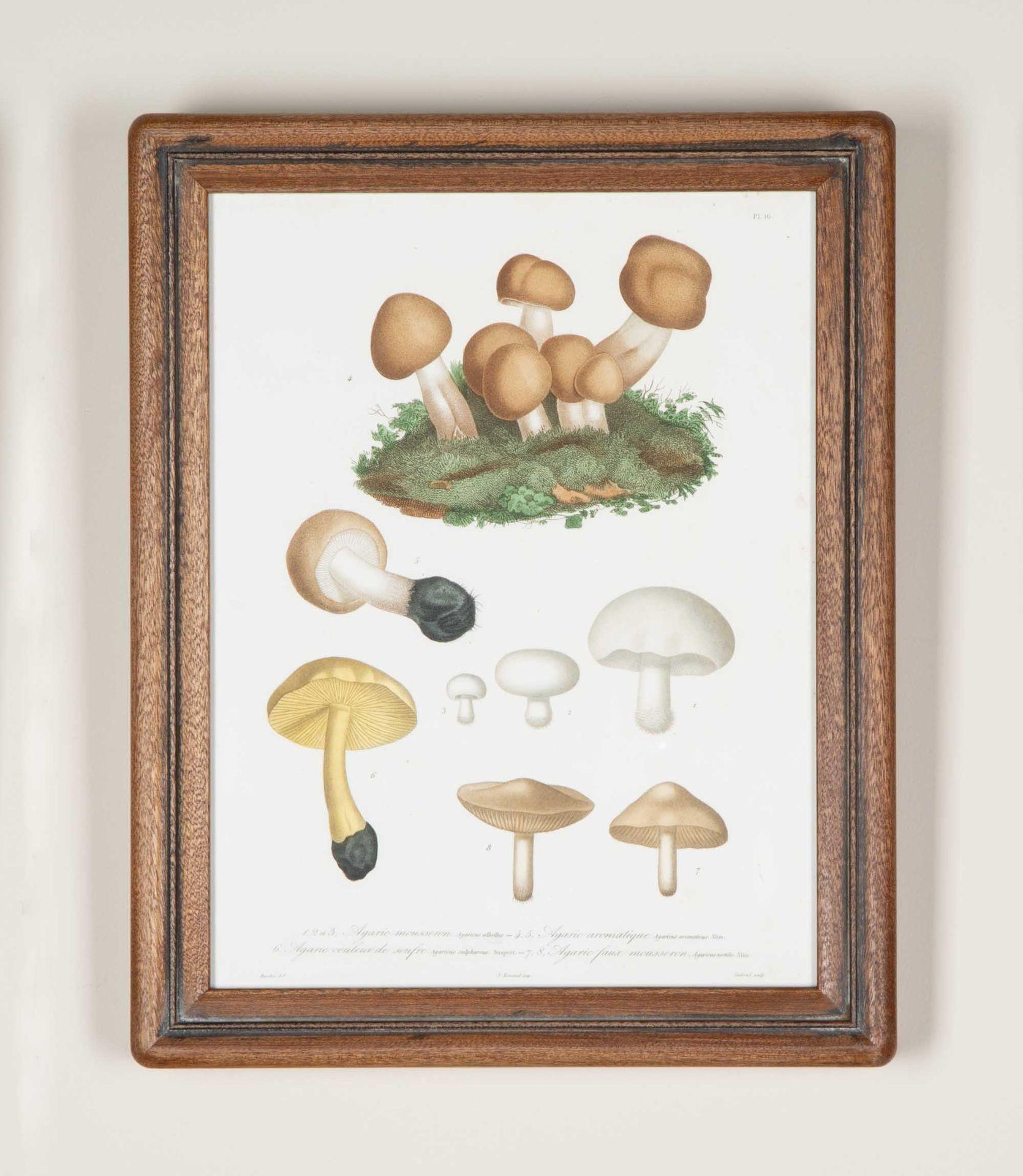 Country Set of Nine 19th Century French Roques Mushroom Engravings For Sale