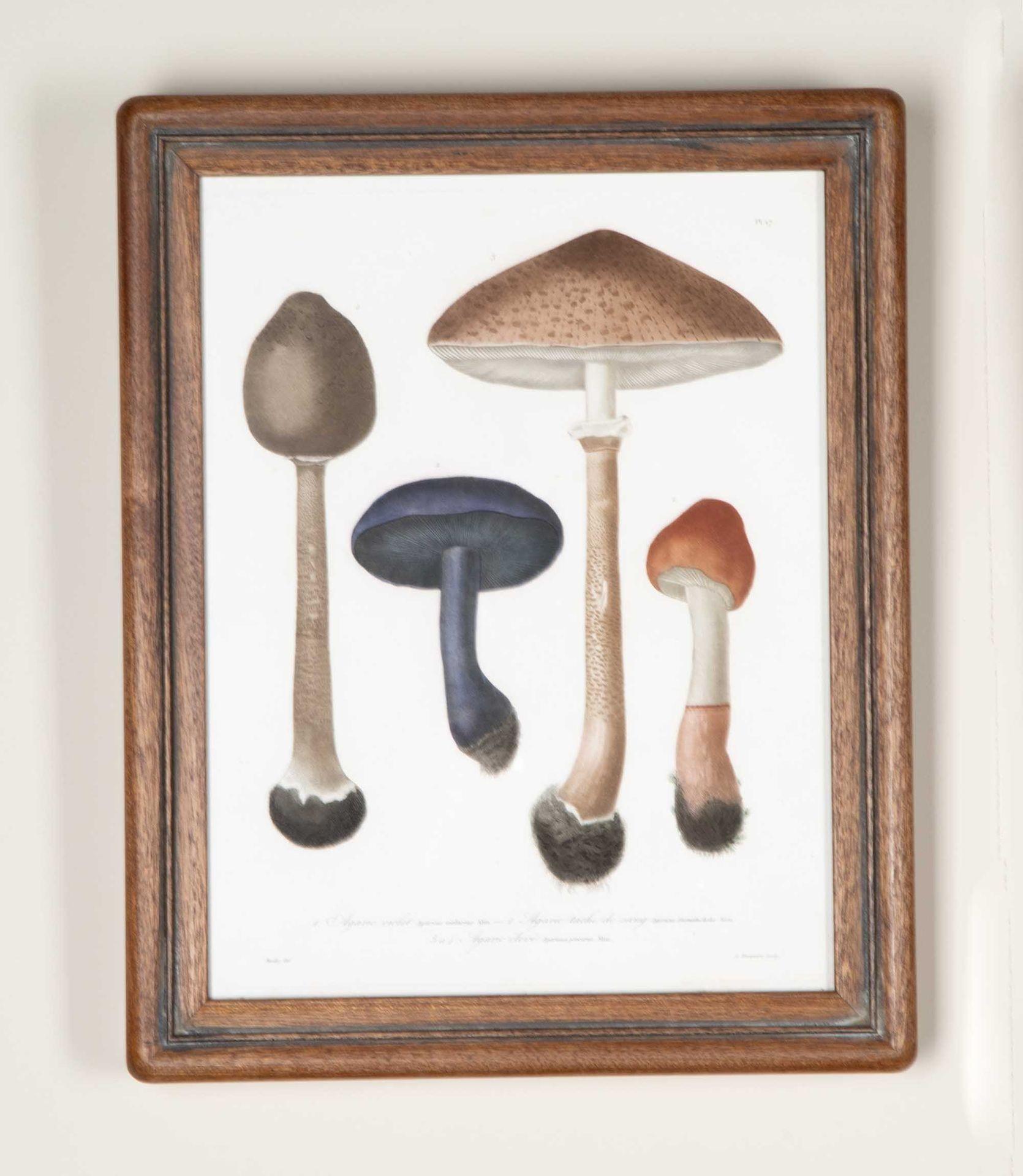 Engraved Set of Nine 19th Century French Roques Mushroom Engravings For Sale