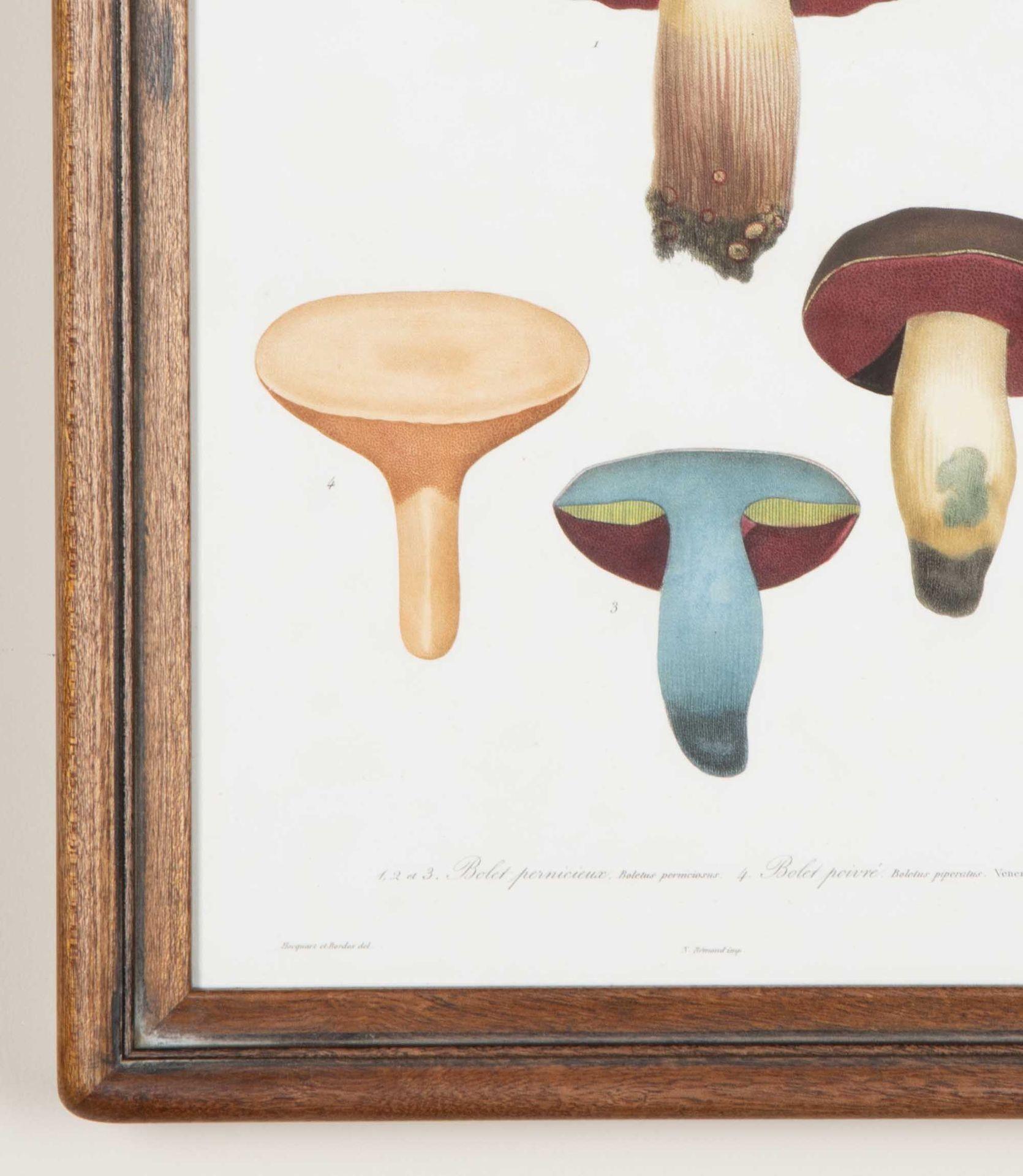 Set of Nine 19th Century French Roques Mushroom Engravings In Good Condition For Sale In Gloucestershire, GB