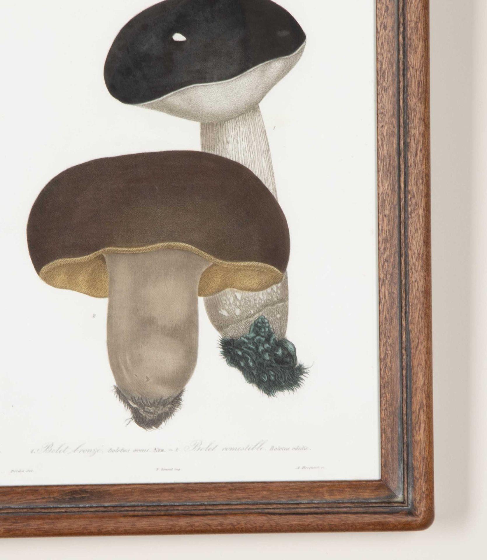 Paper Set of Nine 19th Century French Roques Mushroom Engravings For Sale