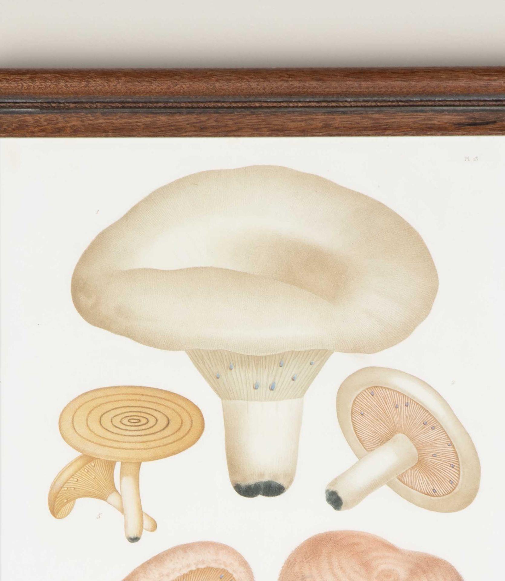 Set of Nine 19th Century French Roques Mushroom Engravings For Sale 1
