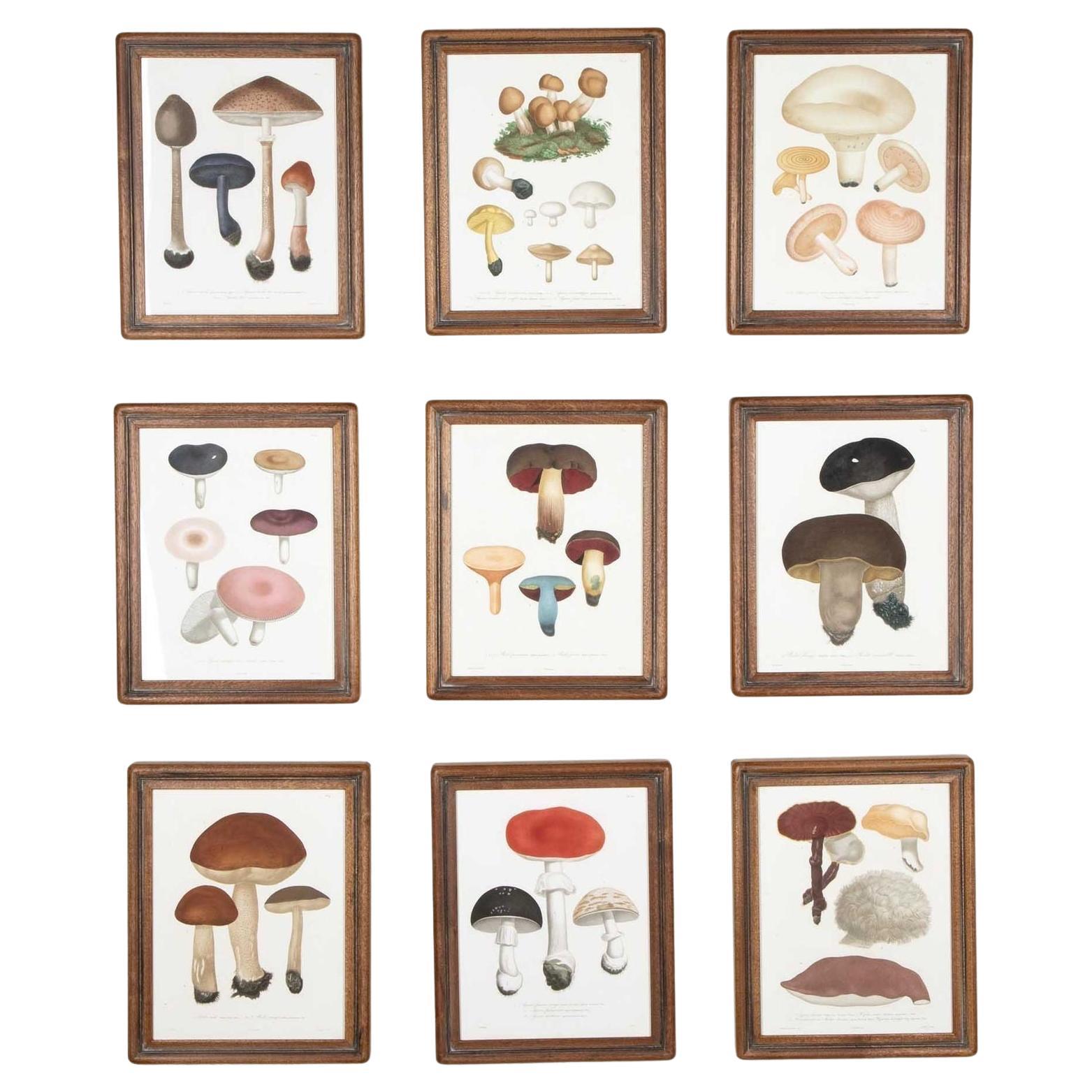 Set of Nine 19th Century French Roques Mushroom Engravings For Sale