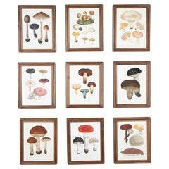 Set of Nine 19th Century French Roques Mushroom Engravings