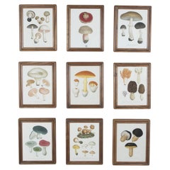 Set of Nine 19th Century French Roques Mushroom Engravings