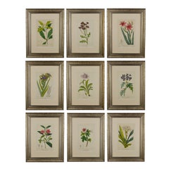 Set of Nine 19th Century Hand Coloured Engravings from Flore des Jardiniers