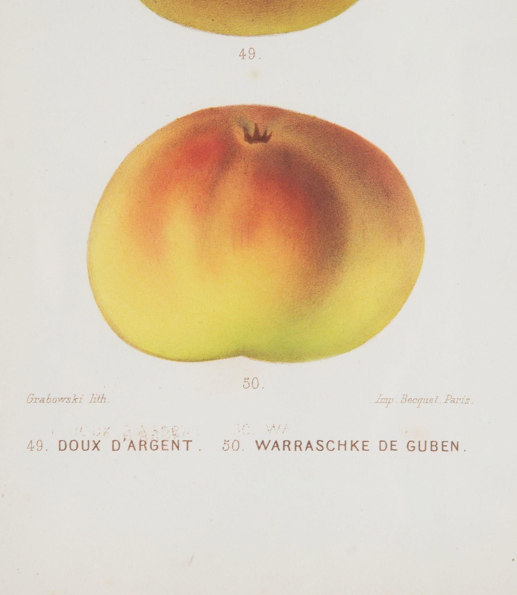 Neun handkolorierte Drucke von Äpfeln aus dem 19. Jahrhundert.
CIRCA 1860, gerahmt in schwarzem und vergoldetem Rahmen mit pflaumenfarbener Umrandung.