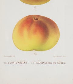 Set of Nine 19th Century Hand Coloured Prints of Apples