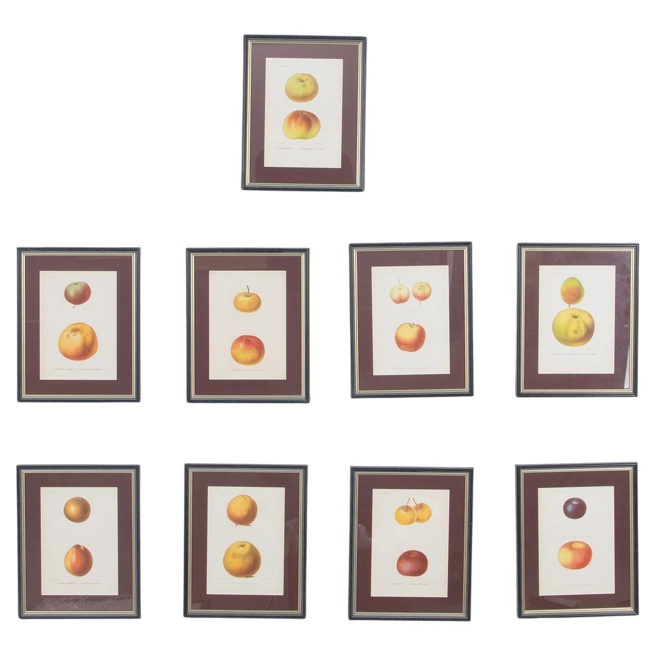 Set of Nine 19th Century Hand Coloured Prints of Apples