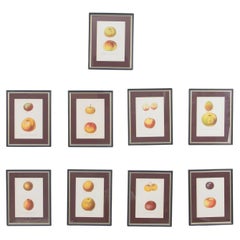 Conjunto de nueve estampas de manzanas coloreadas a mano del siglo XIX