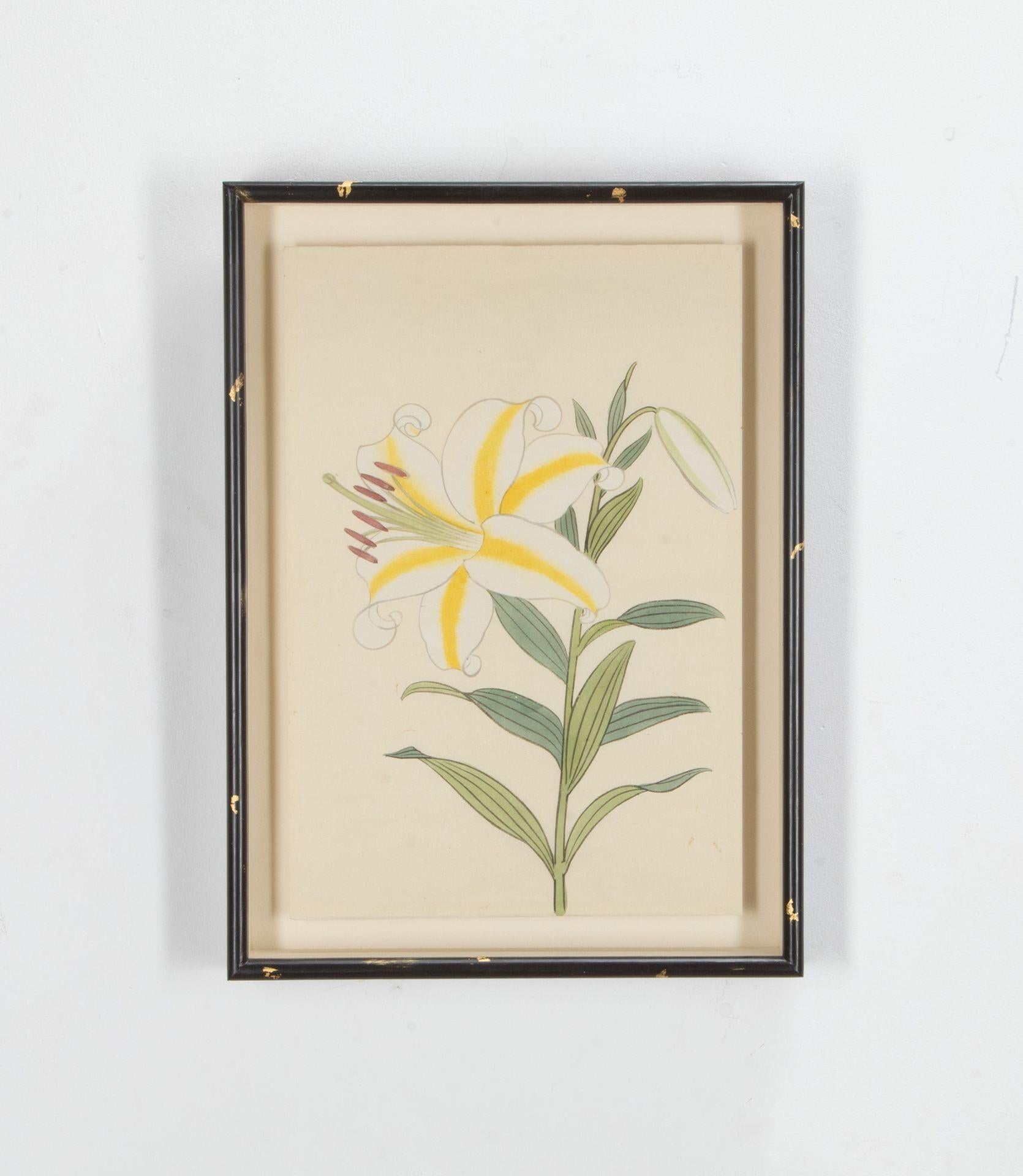 Set di nove dipinti originali a inchiostro e acquerello giapponese della fine del XIX secolo raffiguranti gigli su carta washi di N. Uchiyama, tratti da un catalogo del vivaio Uchiyamaa, Sugamo, Tokyo.
Fondato a metà del XIX secolo, il Vivaio