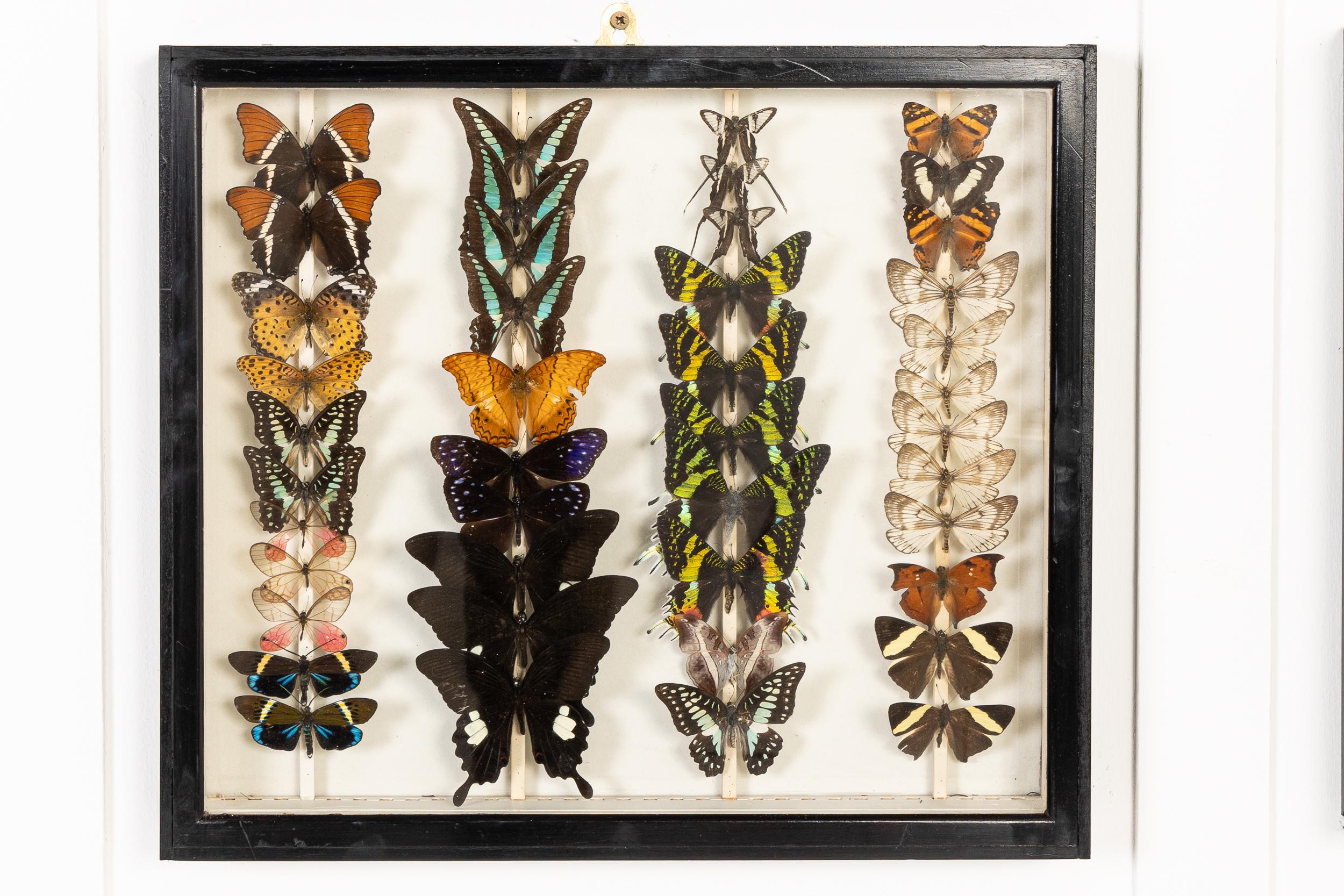 Conjunto de nueve cajas de colección de especímenes de mariposas del siglo XIX en venta 6