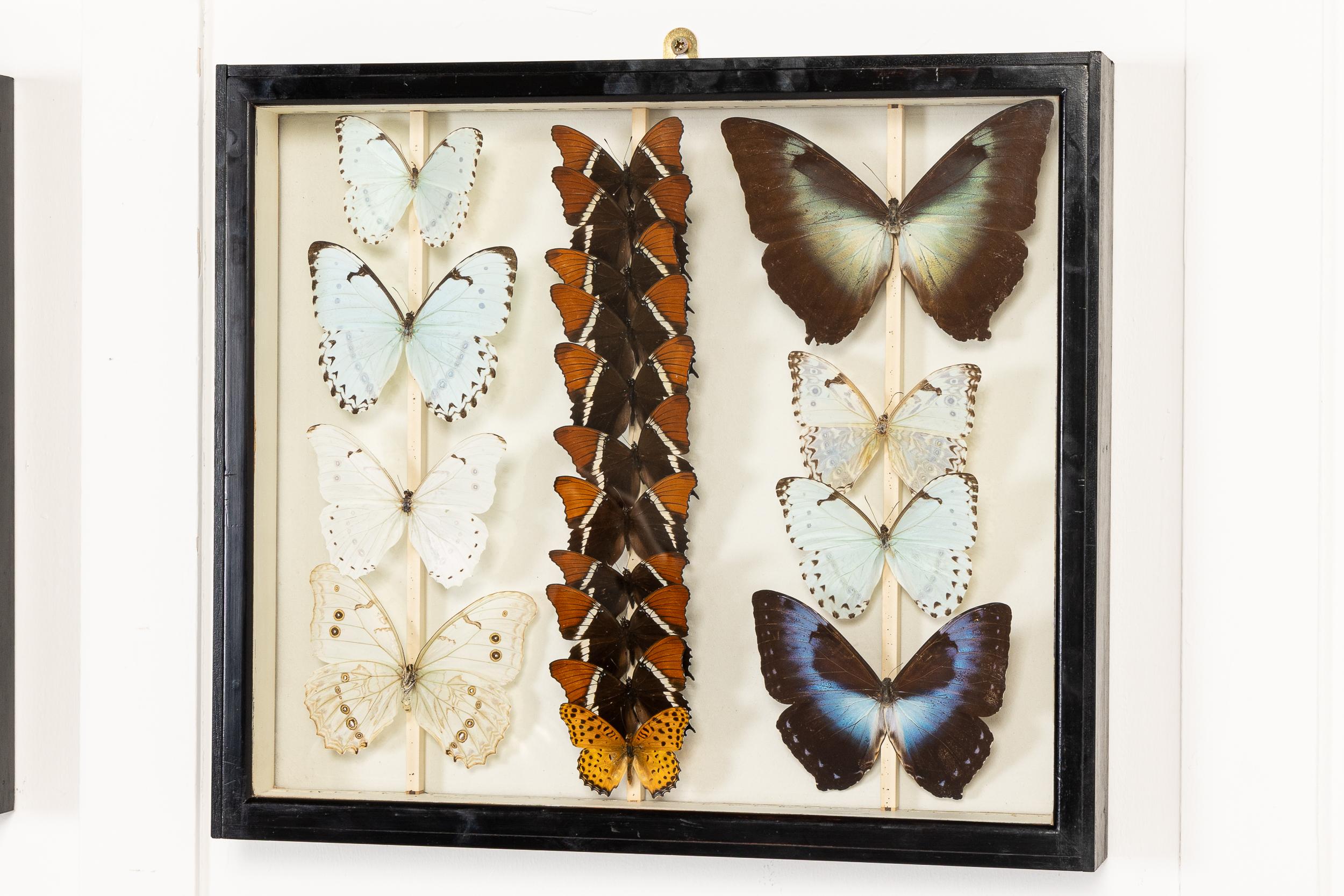 Conjunto de nueve cajas de colección de especímenes de mariposas del siglo XIX en venta 7