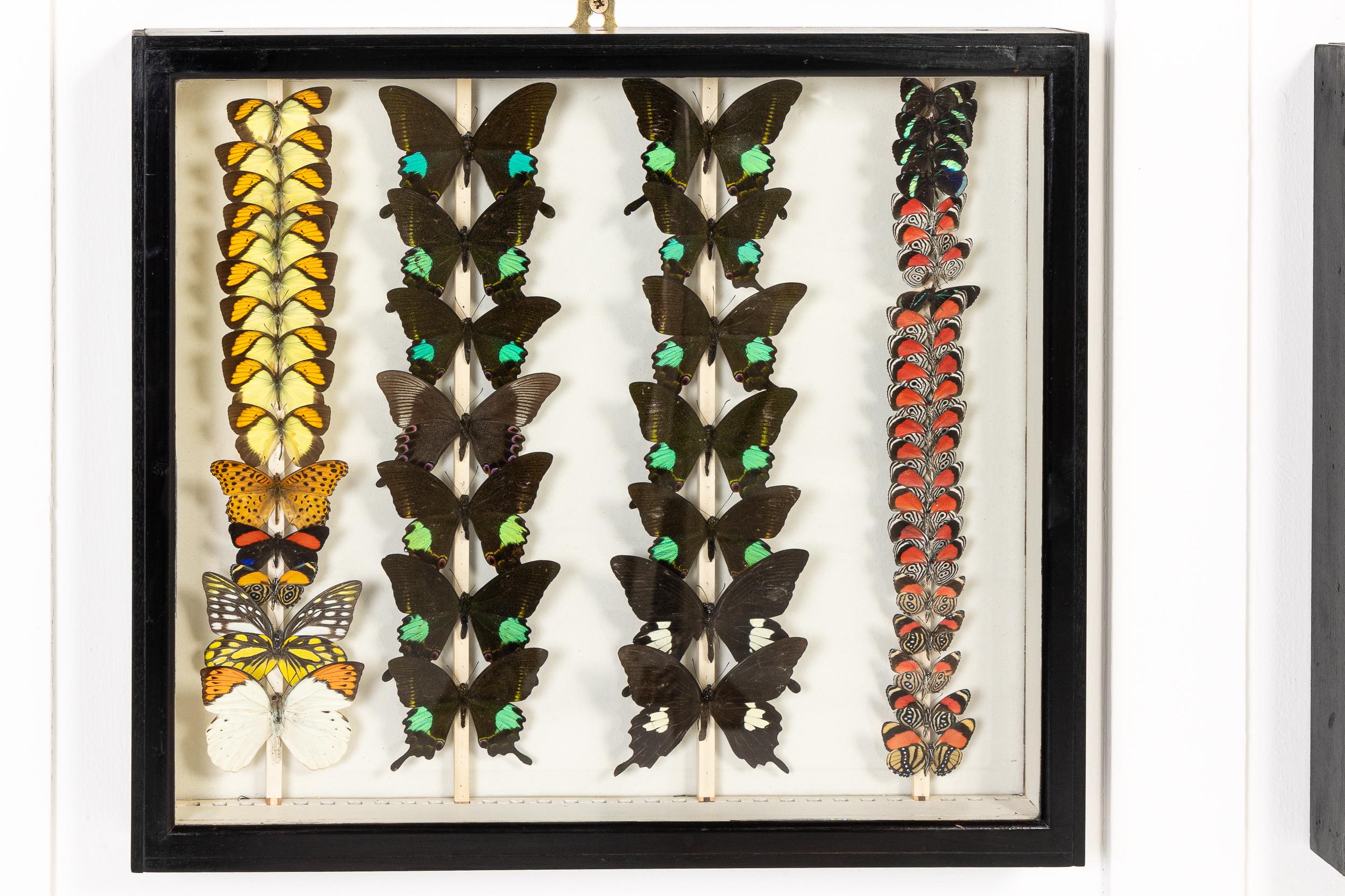 Conjunto de nueve cajas de colección de especímenes de mariposas del siglo XIX en venta 8
